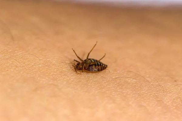 Bed Bugs Heat Treatment London